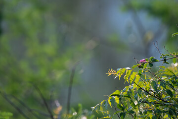 Fototapeta premium Beautiful neem tree with flower and blurred background
