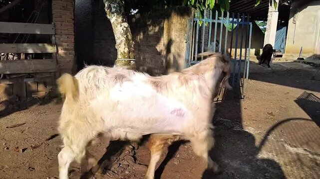 A goat ready to be sacrificed on the islamic of Eid al-Adha