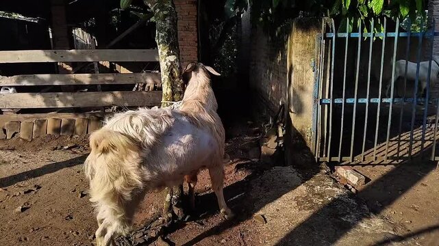 A goat ready to be sacrificed on the islamic of Eid al-Adha