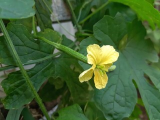 The develop into young bitter melon. Yellow flower of bitter melon. 