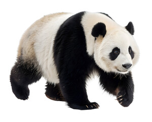 giant panda walking forward white background