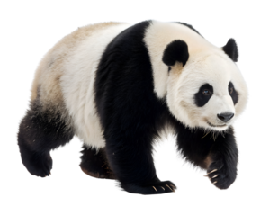giant panda walking forward white background