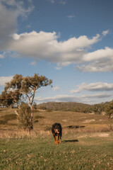 Naklejka premium A Rottweiler walking along on a farm in rural New South Wales, Australia