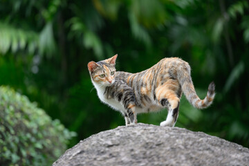 In the park, the cat stood on a rock