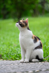 Cat sitting on the ground in the park