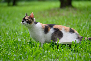 The Cat on the Grass