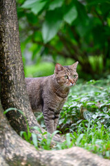 Cat standing next to a tree in the park
