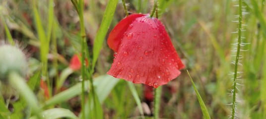 poppy in the morning after the rain © MARIA