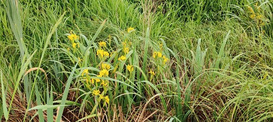 beautiful yellow flowers in the grass © MARIA – Nature