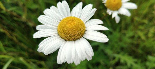 Obraz premium daisy flowers in bloom ..