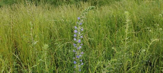 beautiful flowers in the garden