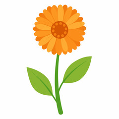 Beautiful yellow calendula with green leaves. Yellow flower isolated on white.