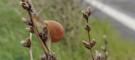 beautiful botanical shot, natural wallpaper © MARIA