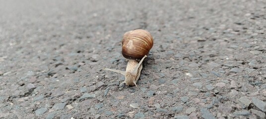 snail on the ground