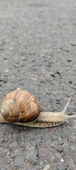 snail on the road