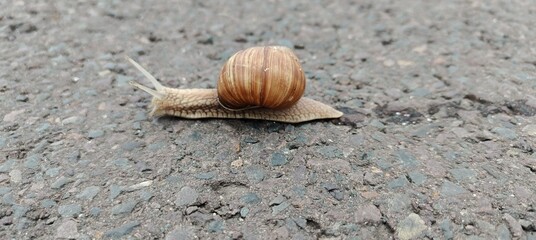 snail on the ground