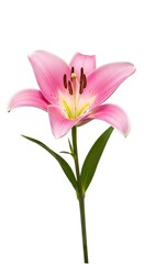 Obraz premium Single pink lily flower isolated on white background