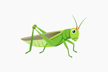 grasshopper on a white background