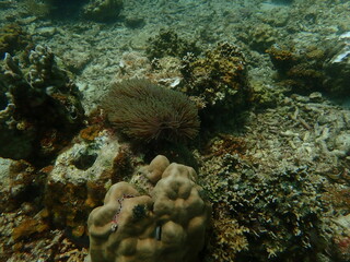 Coral found at coral reef area at beautiful Island in Malaysia