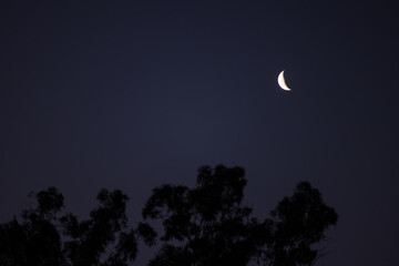 Crescent moon over gum tree in rural Australia