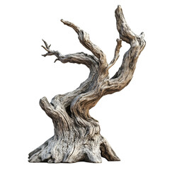 Ancient Twisted Dead Tree Trunk Isolated on Black Background