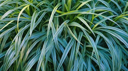 Fototapeta premium Green and white long grasses create a lovely and natural composition