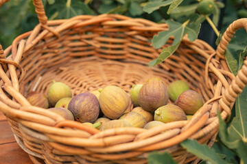 Basket of freshly picked figs in the garden