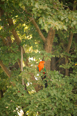 Colourful king parrots perched on branches amid vibrant green foliage in lush elm tree leaves