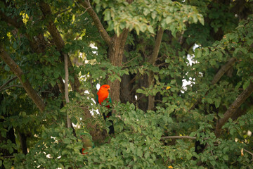 Colourful king parrots perched on branches amid vibrant green foliage in lush elm tree leaves
