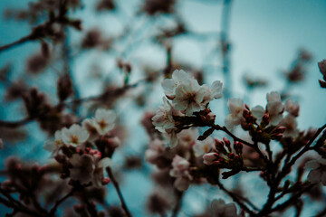 Cherry Blossoms in Bloom