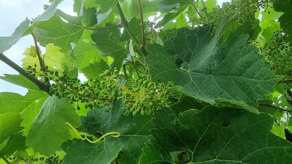 grapes row little baby green on viney