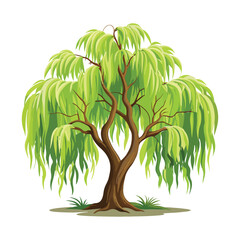 A Lush Weeping Willow Tree with Cascading Green Leaves - Vector Willow Tree © subirpaul