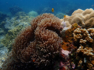 Coral found at coral reef area in Lang Tengah Island, Malaysia