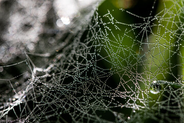 Macro close-up of a spider web covered in dewdrops reflecting morning light, forming a natural geometric pattern with intricate lines and bokeh highlights in a calm, green forest background.