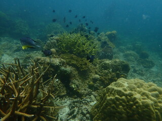 Coral found at coral reef area in Lang Tengah Island, Malaysia