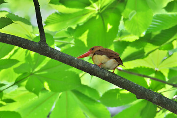 Rudy Kingfisher aiming for prey from a branch