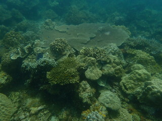 Coral found at coral reef area in Lang Tengah Island, Malaysia