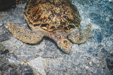 the sea turtle on the stone with dramatic tone