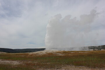 Geyser erupts in Yellowstone National Park amidst expansive grasslands on a cloudy day