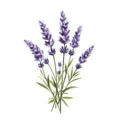 Naklejka premium Hand-drawn watercolor of a lavender bouquet with soft shading, vibrant purple colors, delicate and fresh on white background.