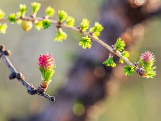Larch tree fresh pink cones blossom at spring on nature background