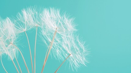 Delicate white seed heads against a vibrant turquoise background