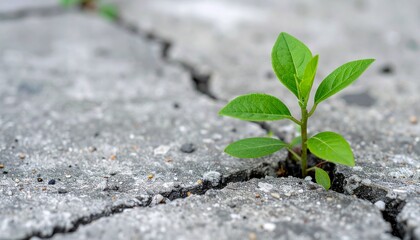 Symbol of resilience and growth: a green plant sprouting from a cracked concrete surface under dramatic lighting.A plant growing out of a cracked concrete ground