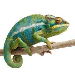 Obraz premium Vibrant panther chameleon resting on a twig against clean white background