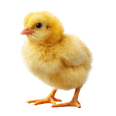Obraz premium Adorable fluffy yellow chick standing on a white background, portrait style