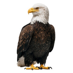 Obraz premium Majestic Bald Eagle Perched with Fierce Gaze on Isolated White Background