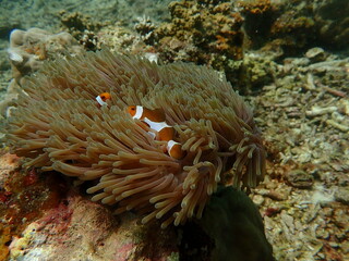 Coral found at coral reef area in Lang Tengah Island, Malaysia