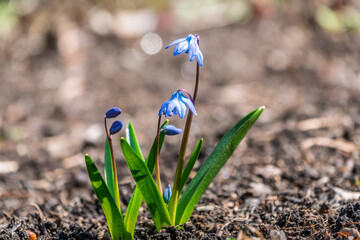 Siberian squill, wood squill, Scilla siberica meadow plant with blue blossom in grass. Spring flower background