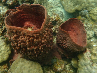 Coral found at coral reef area in Lang Tengah Island, Malaysia
