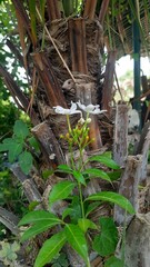 A white pinwheel flower with green leaves growing out of a brown tree trunk